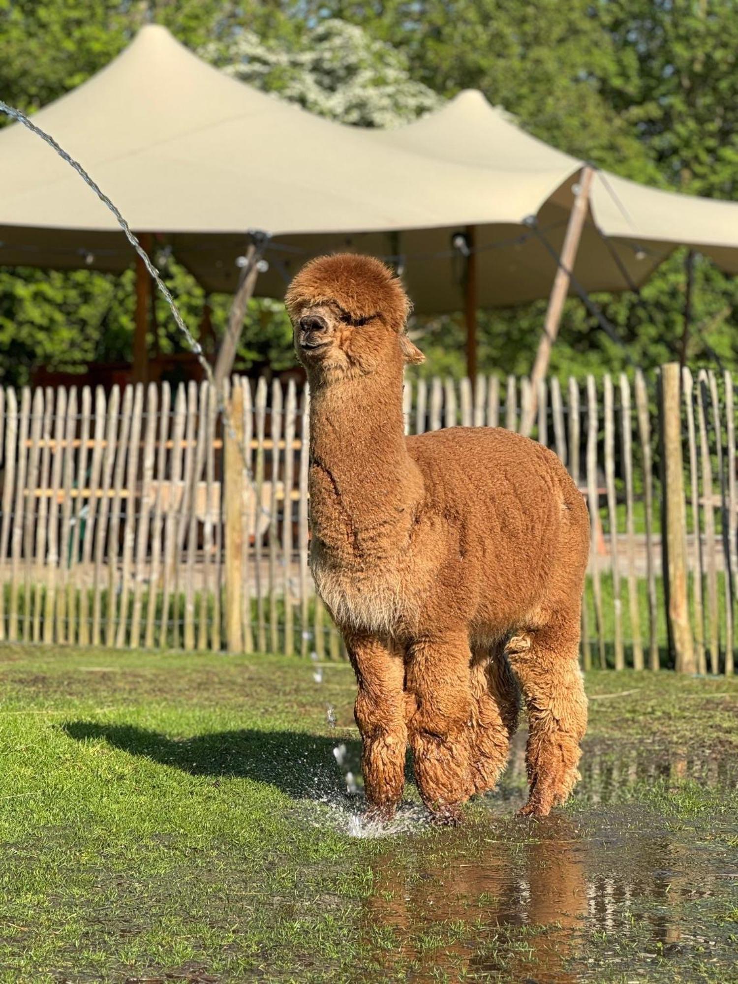Wereldse Bell Tenten Met Alpaca'S Paasloo Zewnętrze zdjęcie